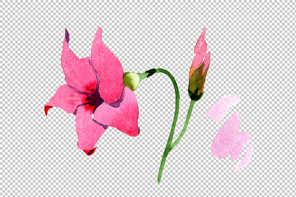 Wildflower pink dipladies PNG set in Illustrations - product preview 1