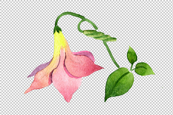 Wildflower pink dipladies PNG set in Illustrations - product preview 2