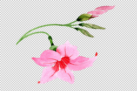 Wildflower pink dipladies PNG set in Illustrations - product preview 3
