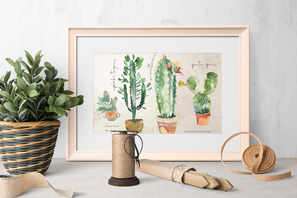 Cacti Watercolor Cactuses Clipart  in Illustrations - product preview 10