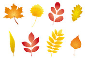Colorful and nice autumn leaves set
