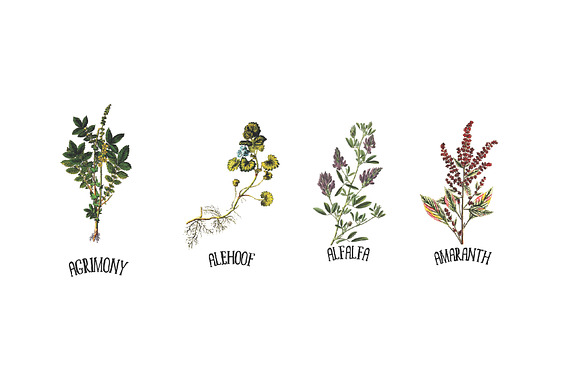 Medicinal Herb Collection 4 in Illustrations - product preview 1
