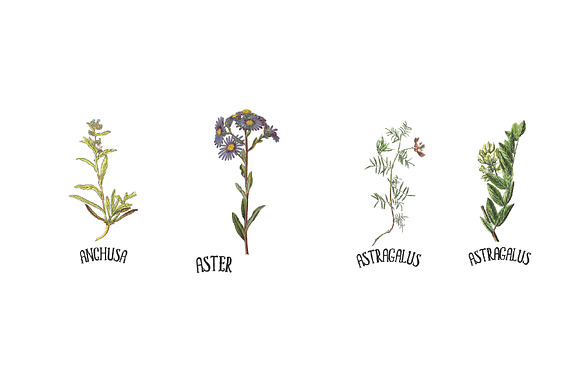 Medicinal Herb Collection 4 in Illustrations - product preview 2