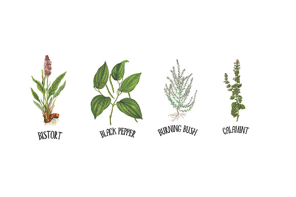 Medicinal Herb Collection 5 in Illustrations - product preview 1