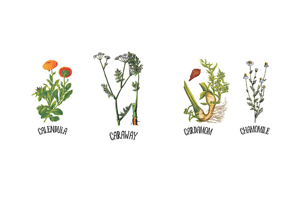 Medicinal Herb Collection 5 in Illustrations - product preview 2