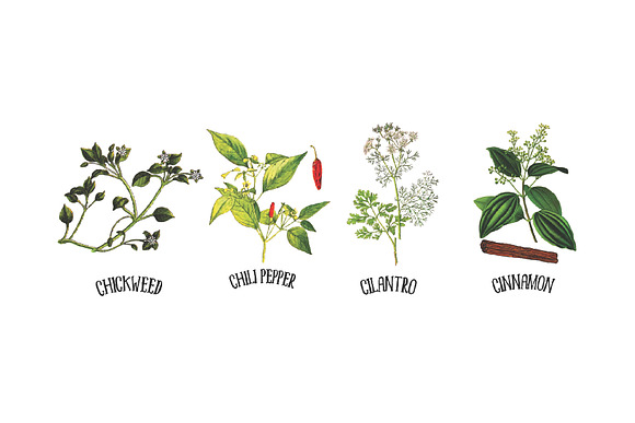 Medicinal Herb Collection 5 in Illustrations - product preview 3