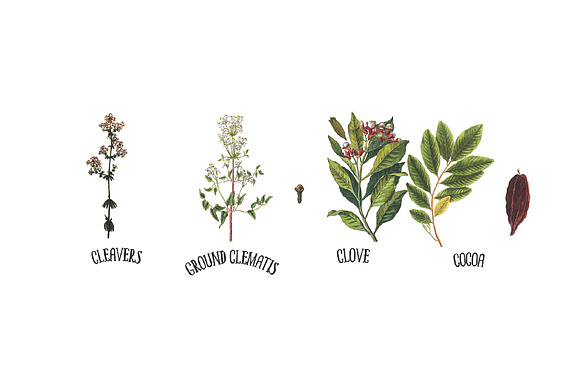 Medicinal Herb Collection 5 in Illustrations - product preview 4