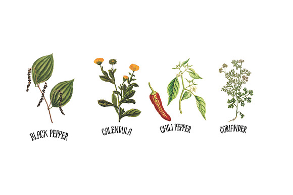 Medicinal Herb Collection 6 in Illustrations - product preview 1