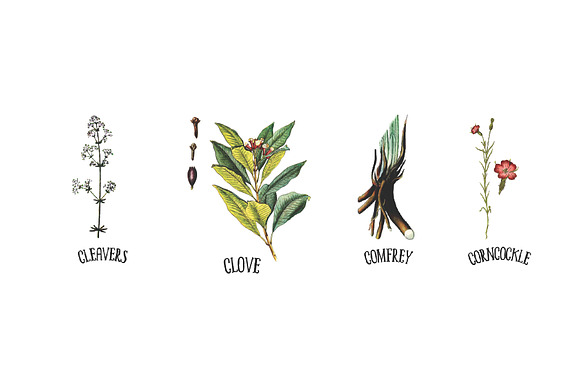 Medicinal Herb Collection 6 in Illustrations - product preview 2