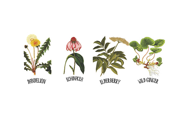 Medicinal Herb Collection 6 in Illustrations - product preview 3