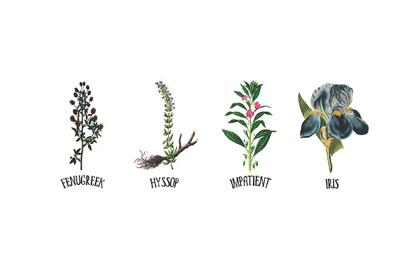 Medicinal Herb Collection 6 in Illustrations - product preview 4