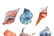 Watercolor shell decorative icons