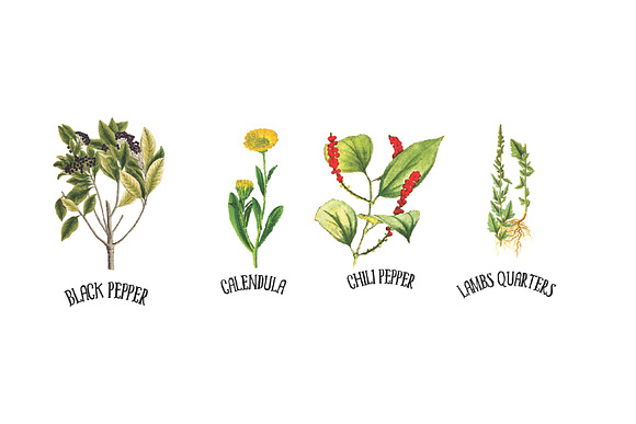 Medicinal Herb Collection 7 in Illustrations - product preview 1