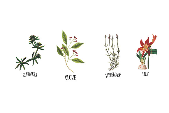 Medicinal Herb Collection 7 in Illustrations - product preview 2