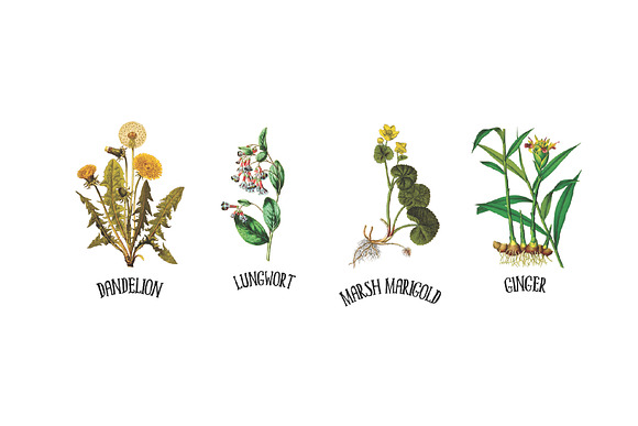 Medicinal Herb Collection 7 in Illustrations - product preview 3