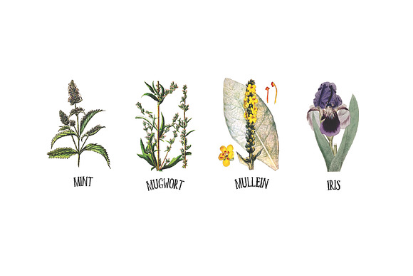 Medicinal Herb Collection 7 in Illustrations - product preview 4