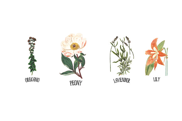 Medicinal Herb Collection 8 in Illustrations - product preview 2