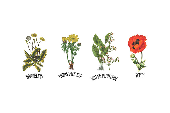 Medicinal Herb Collection 8 in Illustrations - product preview 3