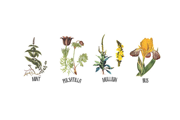 Medicinal Herb Collection 8 in Illustrations - product preview 4
