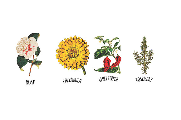 Medicinal Herb Collection 9 in Illustrations - product preview 1