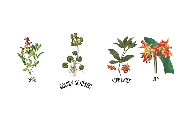 Medicinal Herb Collection 9 in Illustrations - product preview 2