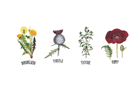 Medicinal Herb Collection 9 in Illustrations - product preview 3