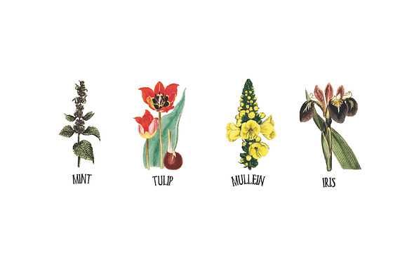 Medicinal Herb Collection 9 in Illustrations - product preview 4
