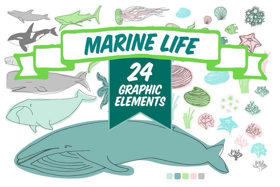 Marine Life Vector Pack in Illustrations - product preview 8