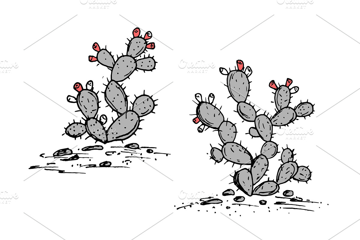 Prickly Pear vector sketch. Prickly in Illustrations - product preview 8