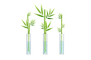 3d Lucky Bamboo Plant or Dracaena 