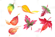 Colorful autumn leaves watercolor 