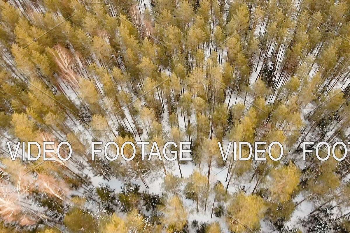 Winter landscape with forest. in Graphics - product preview 8