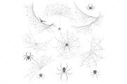 Spider with cobweb