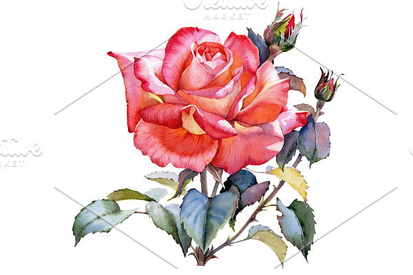Red Rose realistic PNG watercolor 