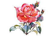 Red Rose realistic PNG watercolor 
