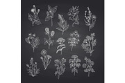 Vector hand drawn medical herbs set