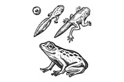 Frog embryo and tadpole animal