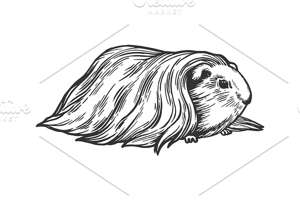 Guinea pig cavy animal engraving