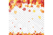 Maple leaves on transparency grid