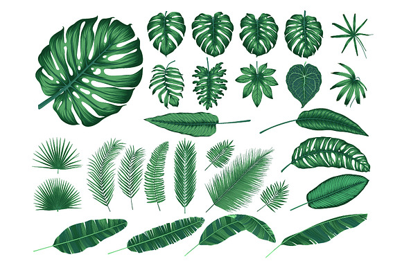 Detailed tropical leaves in Illustrations - product preview 1