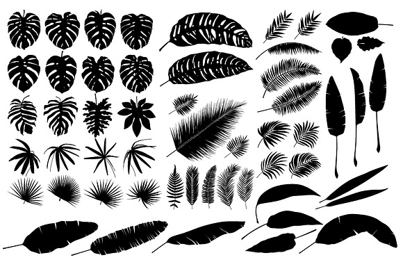 Detailed tropical leaves in Illustrations - product preview 2