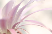 Soft pink petals background