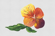 Wildflower orange viola PNG set