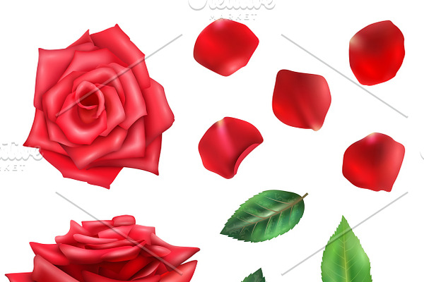 Red rose flower petals and leaves