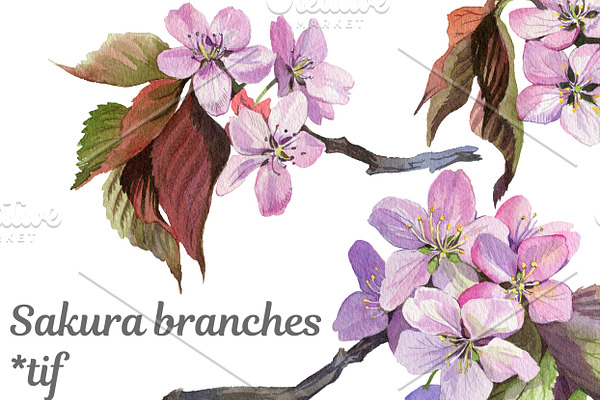 Sakura branches
