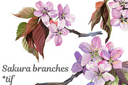 Sakura branches