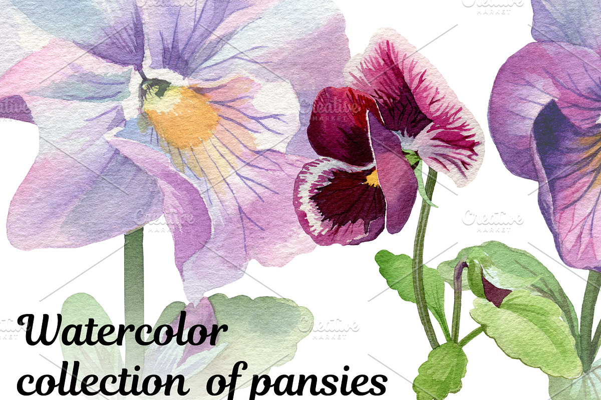 Watercolor collection of pansies in Illustrations - product preview 8