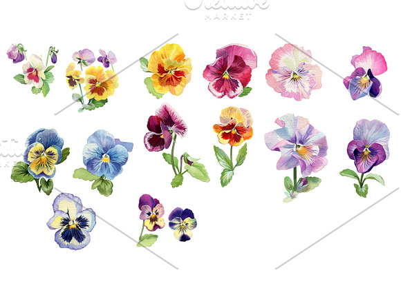 Watercolor collection of pansies in Illustrations - product preview 1