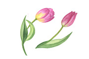 Pink tulip PNG watercolor design set