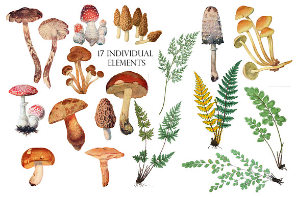 Watercolor Mushroom Clipart in Illustrations - product preview 1